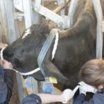 se requiere personal para alimentación y cuidado de animales