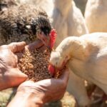 se requiere personal para cuidado de animales de granja