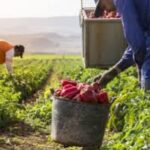se requiere personal para cuidado y cosechas de frutas y verduras