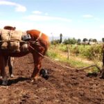 se requiere personal para cuidador de caballos y cultivos