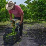 Se Requiere personal para Cosecha de productos agrícolas (frutas, verduras, forraje)