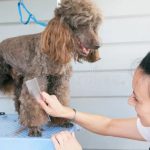 Se Requiere Ayudantes para Limpieza en Veterinaria