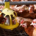 Se requiere apoyo para manejo diario de gallineros