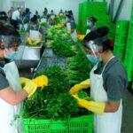 Se requiere personal para corte y acopio de hortalizas