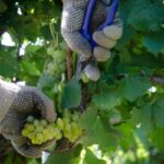 Se requiere personal para labores de cosecha manual