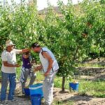 Se requiere personal para recolección de frutas de temporada
