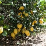 Se requiere personal para recolección de frutas en temporada alta