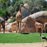 Se busca personal de limpieza en zoológicos